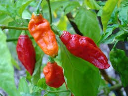 Ghost Pepper